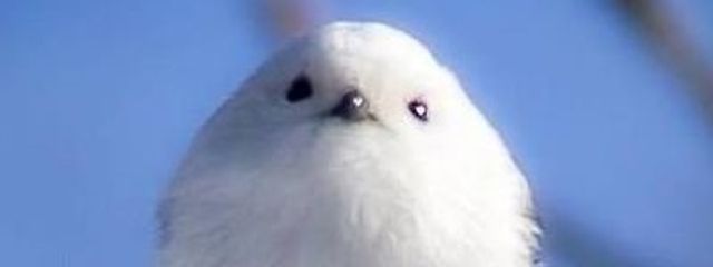 珠洲さんの壁紙画像