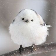 珠洲さんのアイコン画像