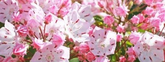 ごまたまさんの壁紙画像