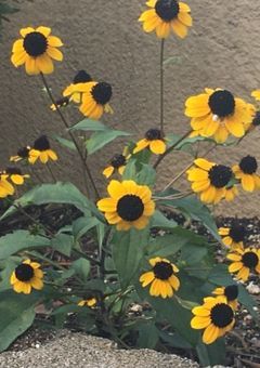 #𝐑𝐀𝐓𝑬．の至福の時