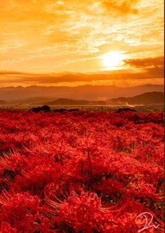 どうして，見てくれないの？　💎（🎲）