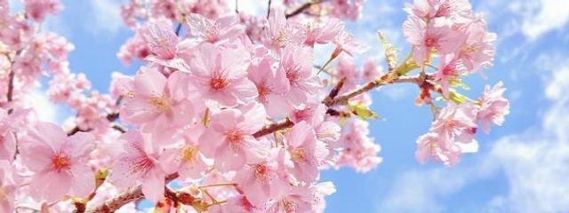 桜宮もも　尊敬様/❄️🎀☔️,⛓️🎀💉,🕸️🐻🚬さんの壁紙画像