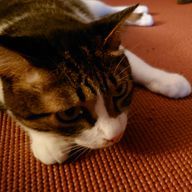 アケミさんのアイコン画像