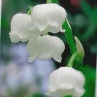 碧李(アオイ) さんのアイコン画像