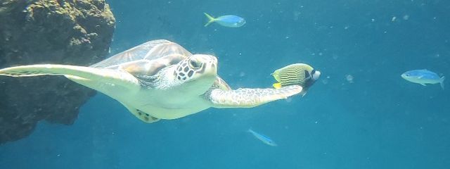 ぽぷおさんの壁紙画像