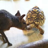 ぽぷおさんのアイコン画像