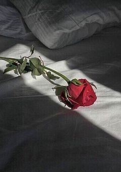 ＿＿＿ , Sugar