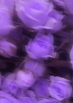 紫受けたんぺんしゅー