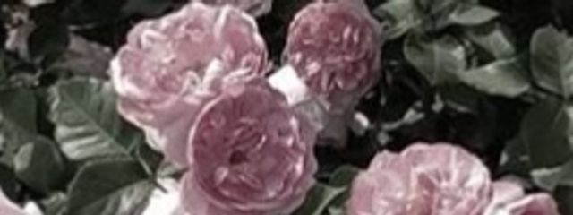 子 犬 と バ ケ モ ノ .さんの壁紙画像