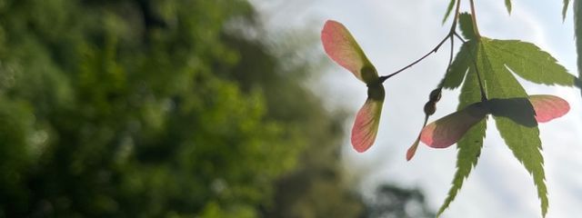 玲さんの壁紙画像