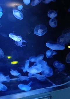 オークションで拾われた少女