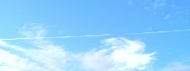 美猫さんの壁紙画像
