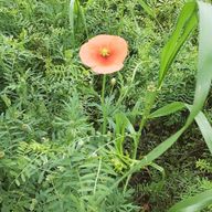 ECOさんのアイコン画像