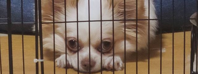 巴菜巫女さんの壁紙画像