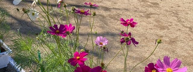 美藺　フォロバマシーン🩵☃️さんの壁紙画像