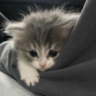 　　　　　さぶあ　　🕊‎🤍　　　　　さんのアイコン画像