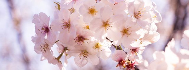 朱紀📷️🩷💘🦋*🌸🩷🍮🍫🐰🎃🥧🫶さんの壁紙画像