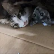 葦歩さんのアイコン画像