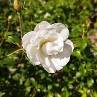 ヤマさんのアイコン画像