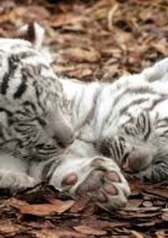 俺達のトラは可愛いんだ【🐯右固定】