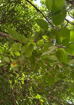 転生したら鬼だったけど人間なんて食べたくないので農業してたらいつの間にか鬼殺隊に認知されてたわウケるw