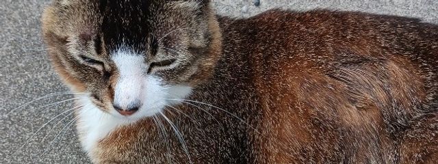 削除さんの壁紙画像