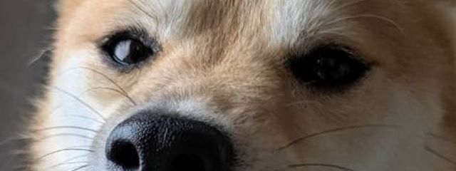 　てとさんの壁紙画像