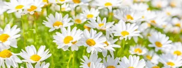 niconicoさんの壁紙画像