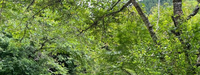 ガリぺこ丸さんの壁紙画像