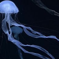  　れいぴよ　　🪼さんのアイコン画像