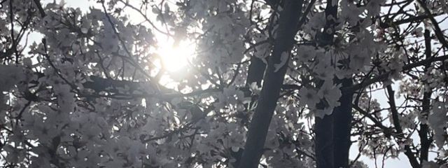 MINANAさんの壁紙画像