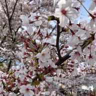 MINANAさんのアイコン画像