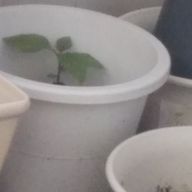 雑草さんのアイコン画像