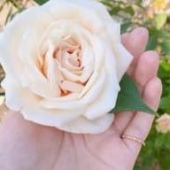 エンティア💉🦊○さんのアイコン画像