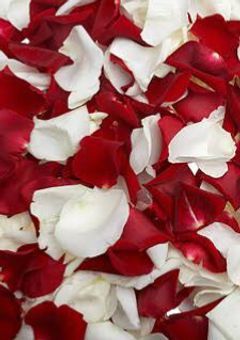 ハートの女王の娘は、白薔薇姫。【一章】