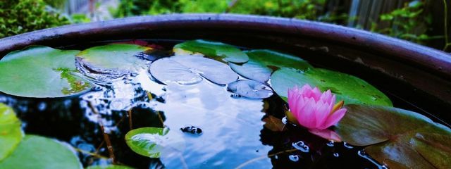 紫姫さんの壁紙画像