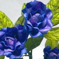 rin1420さんのアイコン画像