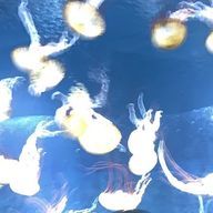 夏生さんのアイコン画像