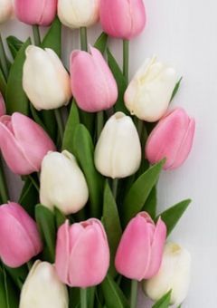 ペン代表マンネちゃん　③