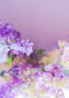 国民の妖精×アイドル꙳⋆