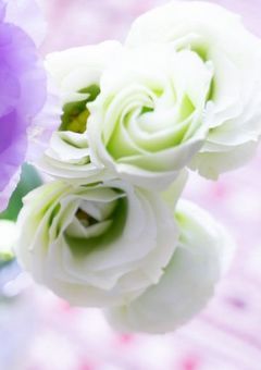 お前なんか好きにならない