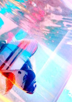【 愛 さ れ 】魚 は 稲 荷 崎 へ
