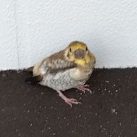 Roto_さんのアイコン画像