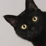 黒猫さんのアイコン画像