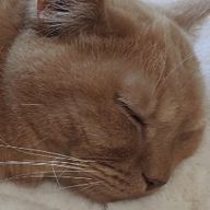 いゆみさんのアイコン画像