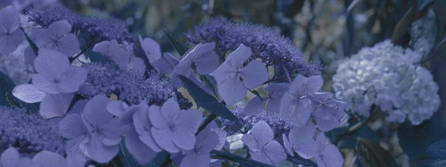 くらげ。  ᙅ⩬さんの壁紙画像