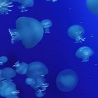 くらげ。 ᙅ⩬さんのアイコン画像