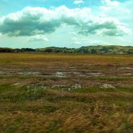 葉っぱさんのアイコン画像