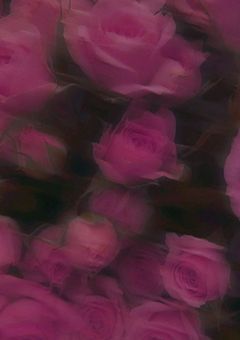 　紅 一 点　秘 密 ご と あ り ま す 。