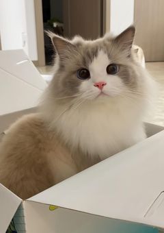 なぜか猫になって偶然推しに保護されちゃいました